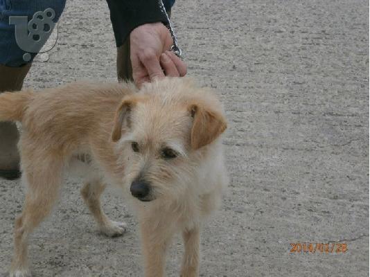 PoulaTo: Βρεθηκε στο Περαμα