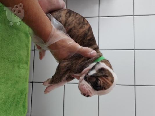 Πωλούνται κουτάβια Pitbull