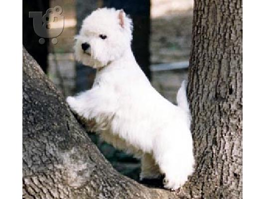 PoulaTo: Γουεστυ τεριε καθαροαιμο κουταβακι