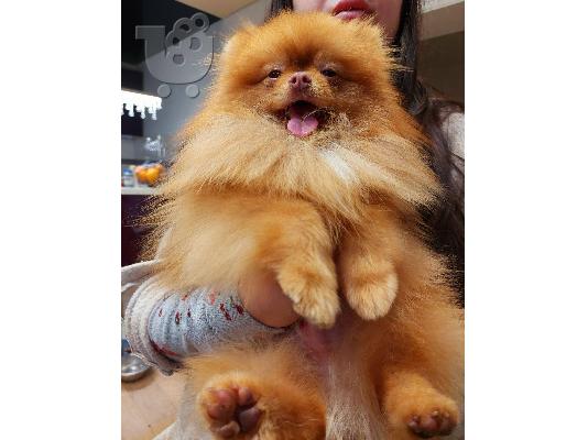 Pomeranian Spitz