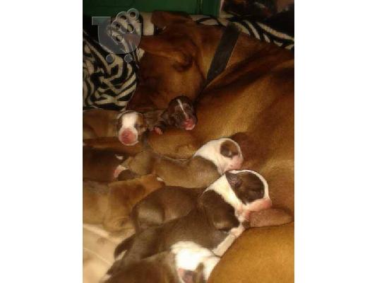 Pitbull καθαροαιμα σκυλακια ψαχνουν σπιτι