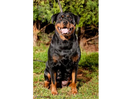 ΠΩΛΗΣΗ ΚΟΥΤΑΒΙΑ ΡΟΤΒΑΙΛΕΡ