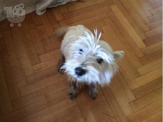 PoulaTo: ΧΑΡΙΖΕΤΑΙ ΣΚΥΛΑΚΙ ΠΟΥ ΠΡΟΣΦΑΤΑ ΕΧΑΣΕ ΤΟ ΑΦΕΝΤΙΚΟ ΤΟΥ