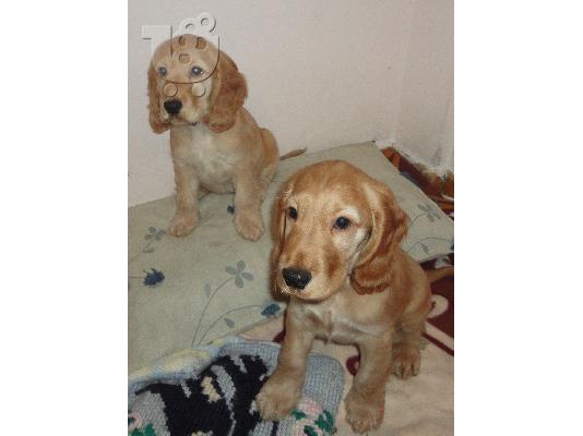 Cocker Spaniel  Κοκερ   Καθαροαιμα κουταβια