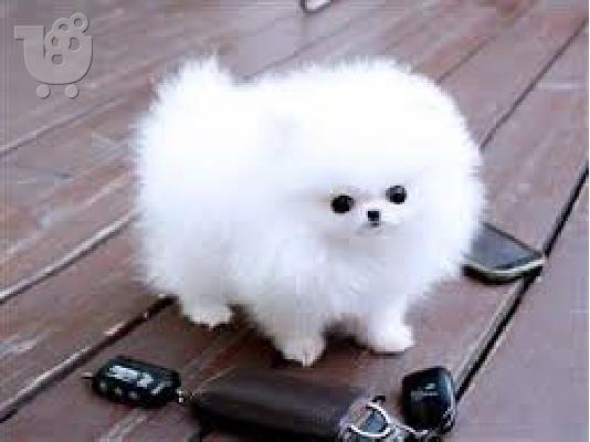 PoulaTo: Δύο Απίθανα Κουτάβια Pomeranian