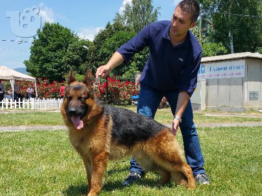 PoulaTo: German Shepherd  K-9καθαροαιμα κουταβακια 6940048695 αθηνα θεσσαλονικη