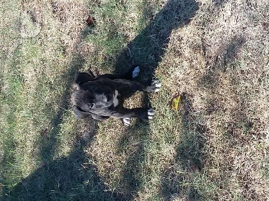 PoulaTo: Πρεσα καναριο