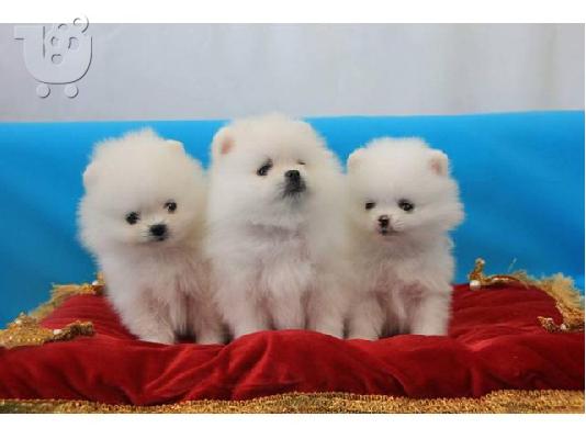 PoulaTo: Δύο Απίθανα Κουτάβια Pomeranian