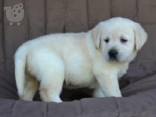 Δύο κουτάβια Labrador