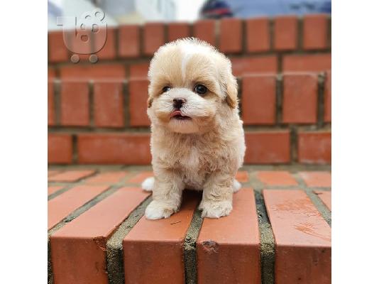 PoulaTo: Όμορφα κουτάβια  Maltipoo!