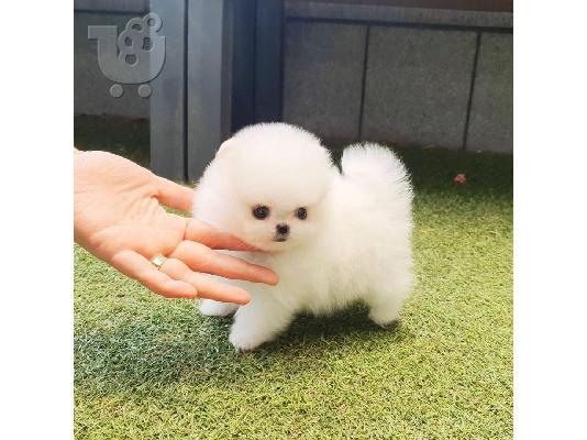 PoulaTo: Πωλείται λευκό κουτάβι Pomeranian
