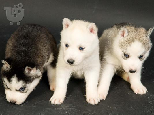 Siberian Husky