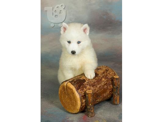 PoulaTo: husky-ΔΩΡΟ ΓΙΑ ΠΡΩΤΟΧΡΟΝΙΑ