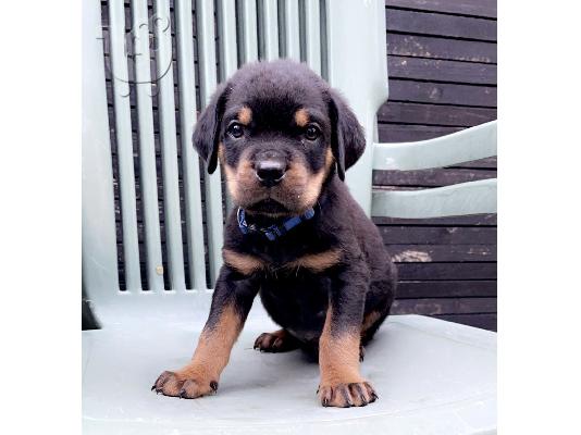 PoulaTo: Κουτάβια Rottweiler, έτοιμα να φύγουν τώρα, μόνο 2 αγόρια