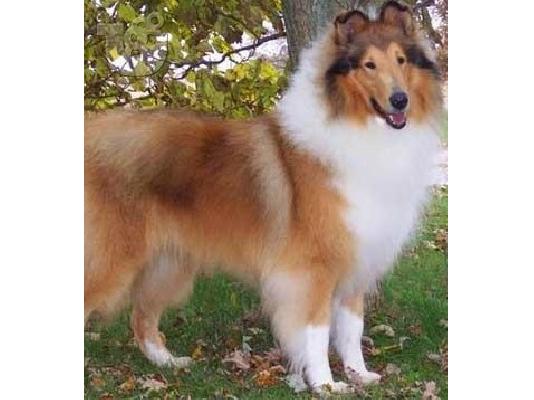 PoulaTo: Collie Κόλλεϋ καθαρόαιμα επιλογής