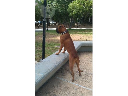 boxer-μποξερ θηλυκο