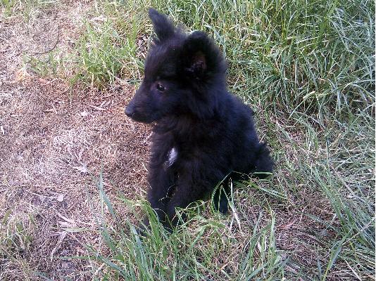 PoulaTo: Βελγικά λυκόσκυλα