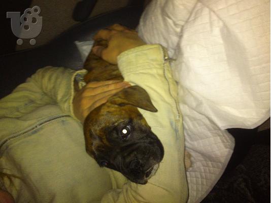 pwleitai πωλειται boxer