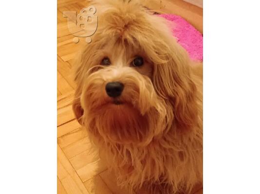 Havanese Bichon αρσενικό διαθέσιμο για αναπαραγωγή