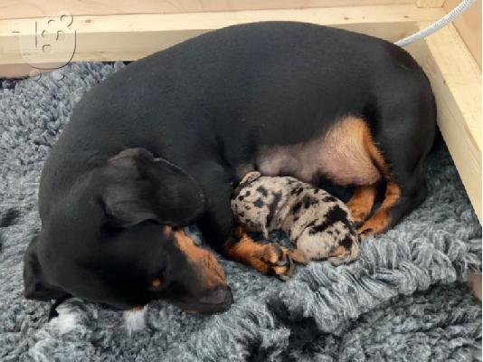 AKC Dachshunds