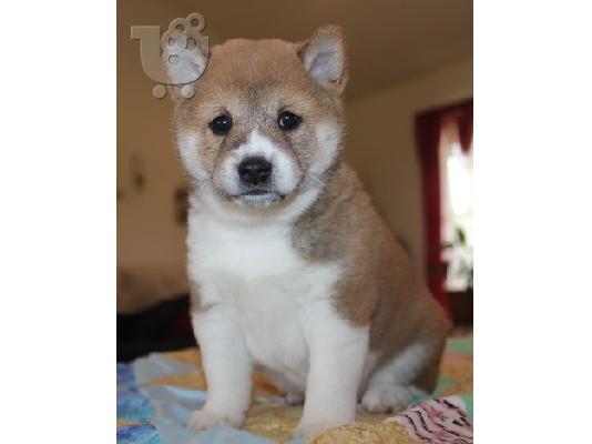 PoulaTo: Εγγεγραμμένοι Shiba Inu κουτάβι προς πώληση