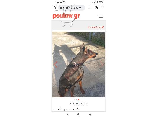 PoulaTo: Ντόμπερμαν