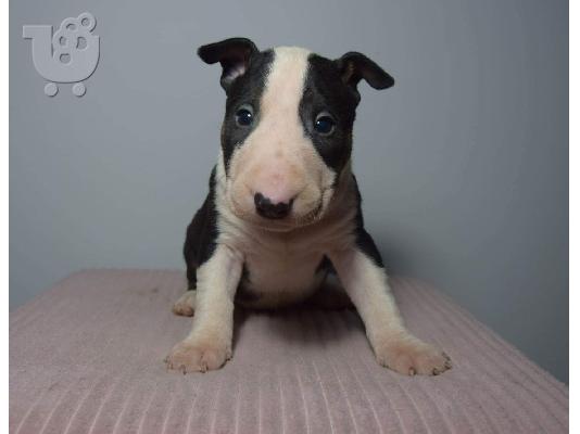 Bull Terrier κουτάβια