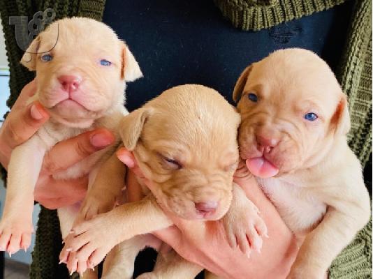 PoulaTo: Pitbull