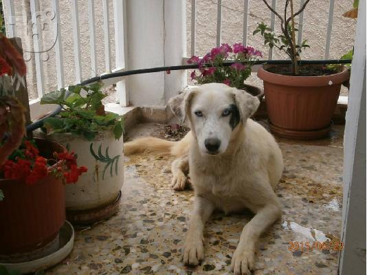 Η Ασπρουλα που ειναι μαλλον απο σπιτι ψαχνει σπιτι...