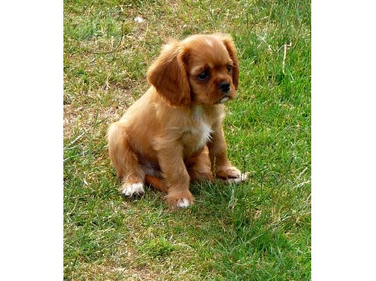 Πανέμορφο κορίτσι Cavalier King Charles