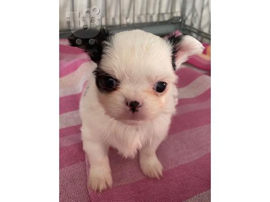 Kc chihuahua έτοιμο