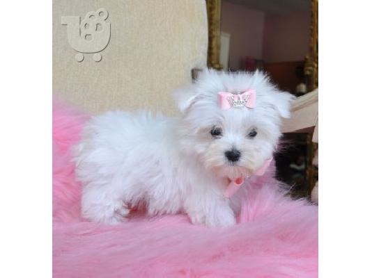 Cute Maltese Puppies Ready For Sales