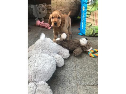 COCKER SPANIEL