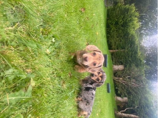 Μινιατούρα Dachshunds
