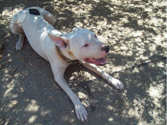 PoulaTo: Dogo argentino χαριζεται