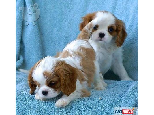 PoulaTo: όμορφα Cavalier King Charles Σπανιέλ κουτάβια