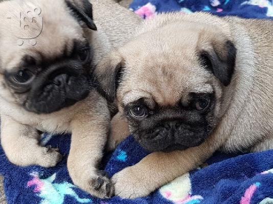 PoulaTo: Από ένα σκουπίδια 5 pug υγείας kug reg, έχω 2 διαθέσιμα