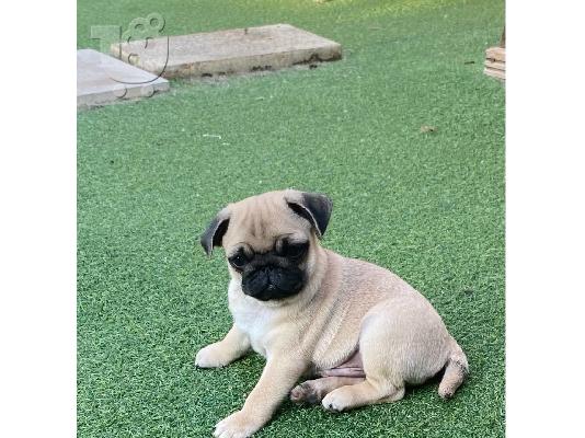 PoulaTo: Πωλούνται κουτάβια εκπαιδευμένα Pug