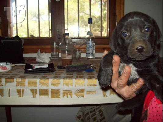 Κουταβουλες χαριζονται