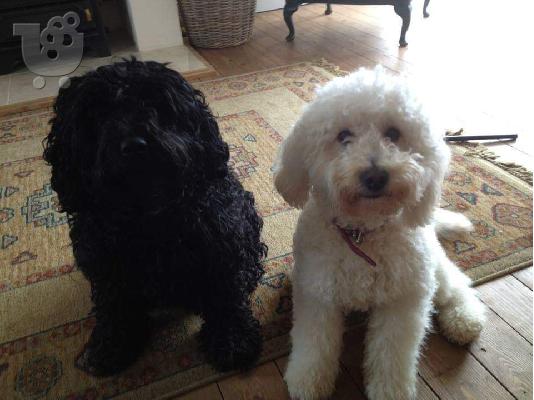 PoulaTo: Labradoodle