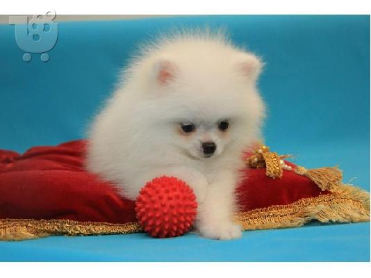 PoulaTo: Δύο Απίθανα Κουτάβια Pomeranian