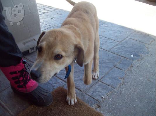 Κουταβος χαριζεται