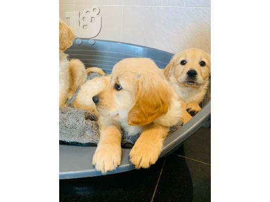Πωλούνται κουτάβια Golden Retriever