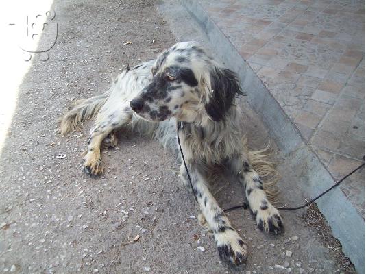 Σεττερ η Sunday χαριζεται