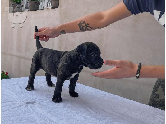 Cane Corso κουτάβι