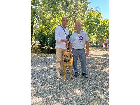 Νοτιοαφρικανικό Mastiff- Boerboel κουτάβια