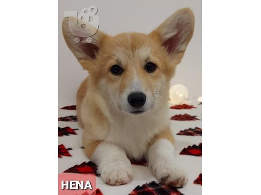 Pembroke Welsh Corgi