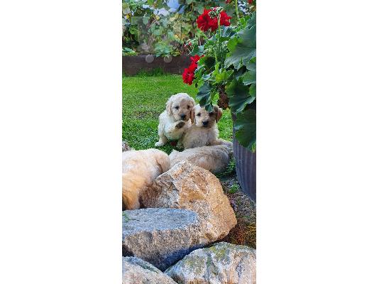 Goldendoodle κουτάβια προς πώληση