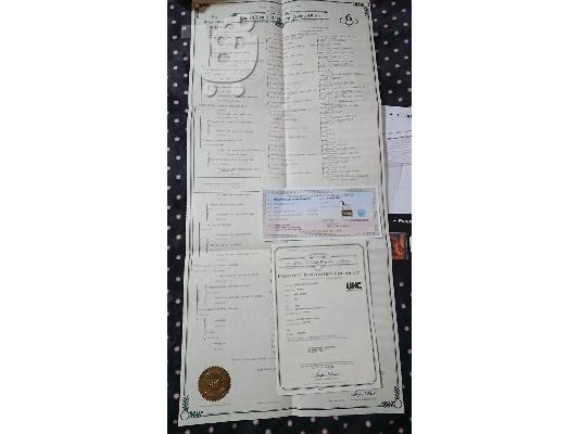 Λευκός Ελβετικός Ποιμενικός κουτάβια