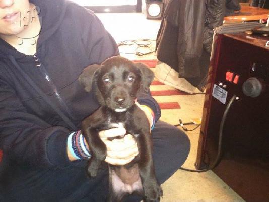 Χαριζονται 5 κουταβια ημιαιμα